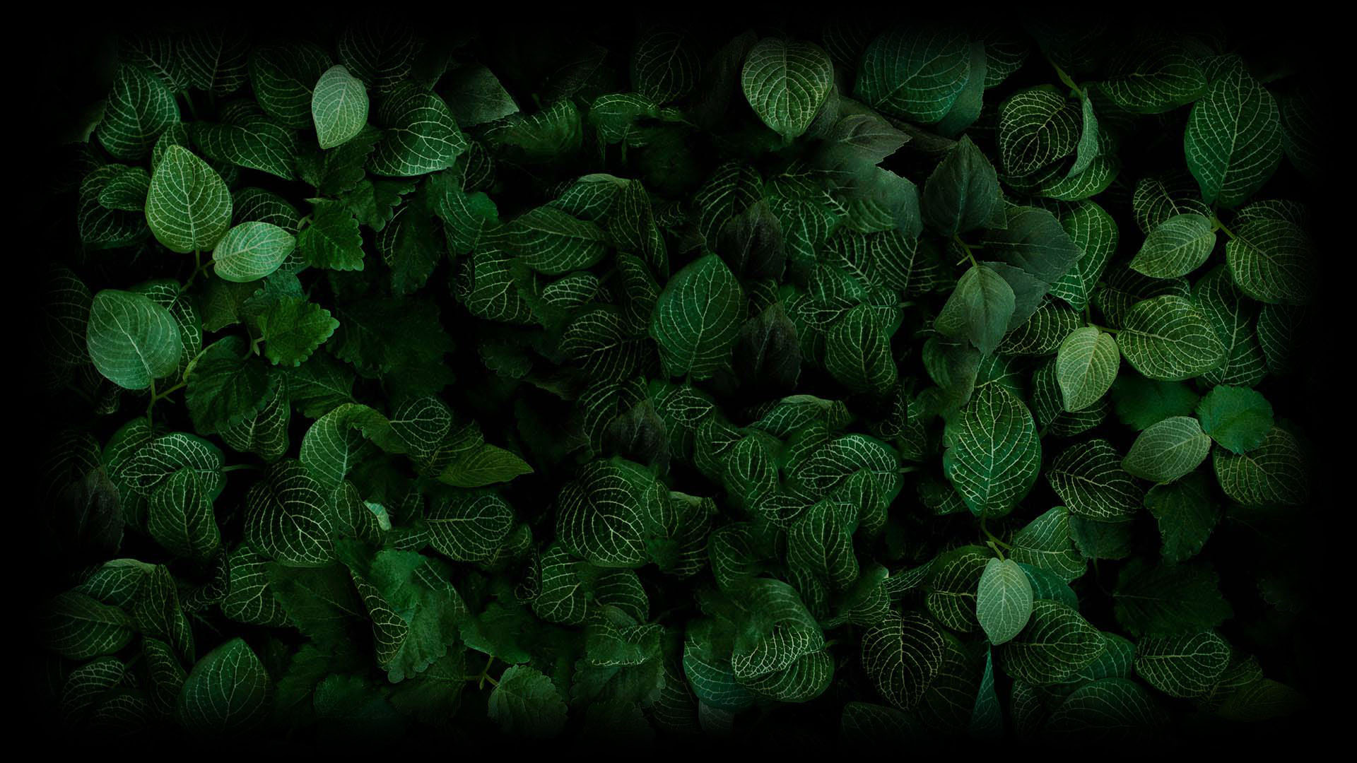Korpokkur in the Forest 20箱 20box Steam Community Market :: Listings for 1428820-Forest